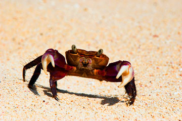 Crab