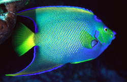 Angelfish