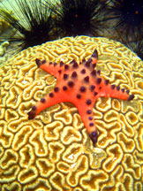 Brain Coral with Starfish