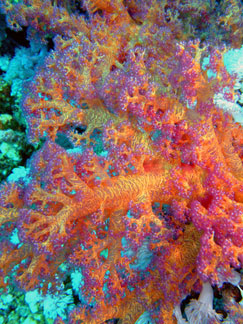 Orange Coral