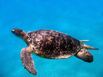 Seaturtle