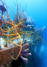 Underwater Shipwreck