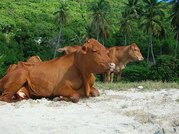 Cows on the Beach