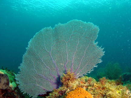 Coral Fan